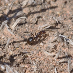 Papyrius nitidus at Symonston, ACT - 31 Oct 2019