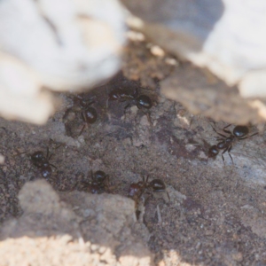 Papyrius nitidus at Symonston, ACT - 31 Oct 2019