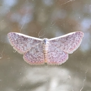 Idaea inversata at Aranda, ACT - 31 Oct 2019 02:17 PM
