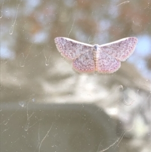 Idaea inversata at Aranda, ACT - 31 Oct 2019