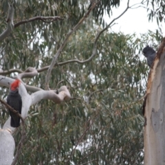 Callocephalon fimbriatum (Gang-gang Cockatoo) at Red Hill to Yarralumla Creek - 30 Oct 2019 by LisaH