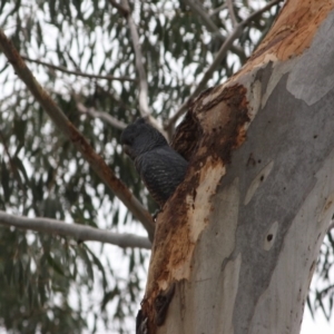 Callocephalon fimbriatum at Hughes, ACT - 30 Oct 2019