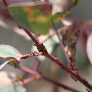 Papyrius nitidus at Deakin, ACT - suppressed