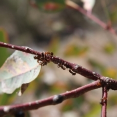 Papyrius nitidus at Deakin, ACT - suppressed