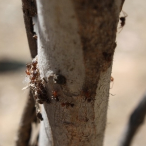 Papyrius nitidus at Deakin, ACT - suppressed