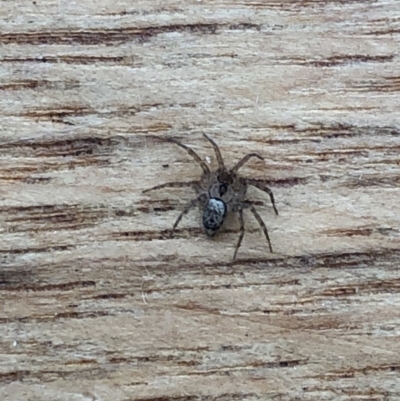 Oecobius sp. (genus) (Midget house spider) at Aranda, ACT - 31 Oct 2019 by Jubeyjubes