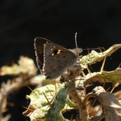 Trapezites phigalia (Heath Ochre) at Theodore, ACT - 31 Oct 2019 by owenh