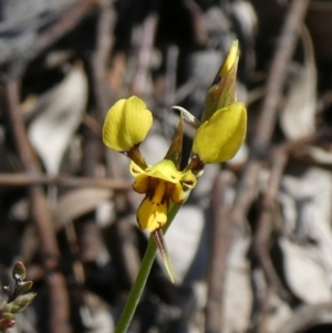 Diuris sulphurea at Theodore, ACT - 31 Oct 2019