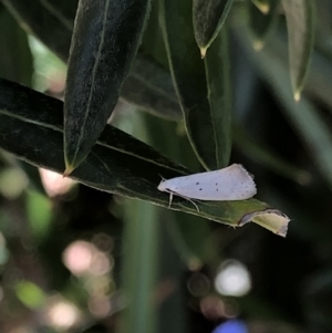 Thalerotricha mylicella at Aranda, ACT - 31 Oct 2019