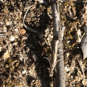 Ptochostola microphaeellus at Aranda, ACT - 31 Oct 2019 04:22 PM