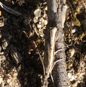Ptochostola microphaeellus at Aranda, ACT - 31 Oct 2019