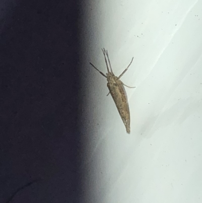 Plutella xylostella (Diamondback Moth) at Aranda, ACT - 31 Oct 2019 by Jubeyjubes