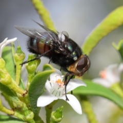 Rutilia (Chrysorutilia) sp. (genus & subgenus) (A Bristle Fly) at Acton, ACT - 30 Oct 2019 by TimL
