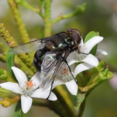 Rutilia (Chrysorutilia) sp. (genus & subgenus) at Acton, ACT - 30 Oct 2019 11:32 AM