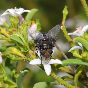 Rutilia (Chrysorutilia) sp. (genus & subgenus) at Acton, ACT - 30 Oct 2019 11:32 AM