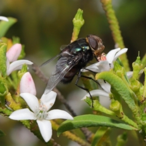 Rutilia (Chrysorutilia) sp. (genus & subgenus) at Acton, ACT - 30 Oct 2019