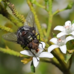 Rutilia (Chrysorutilia) sp. (genus & subgenus) at Acton, ACT - 30 Oct 2019 11:32 AM