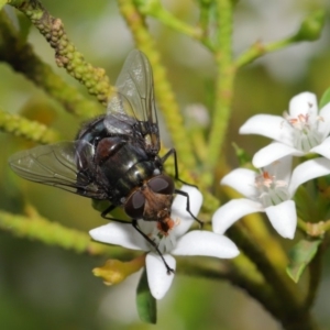 Rutilia (Chrysorutilia) sp. (genus & subgenus) at Acton, ACT - 30 Oct 2019