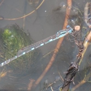 Austrolestes io at Mount Clear, ACT - suppressed