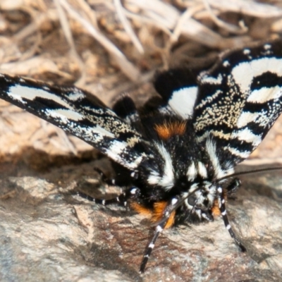 Agaristodes feisthamelii (A day flying noctuid moth) at Mount Clear, ACT - 30 Oct 2019 by SWishart