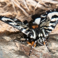 Agaristodes feisthamelii (A day flying noctuid moth) at Namadgi National Park - 29 Oct 2019 by SWishart