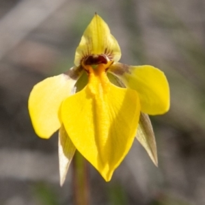 Diuris subalpina at Mount Clear, ACT - 30 Oct 2019