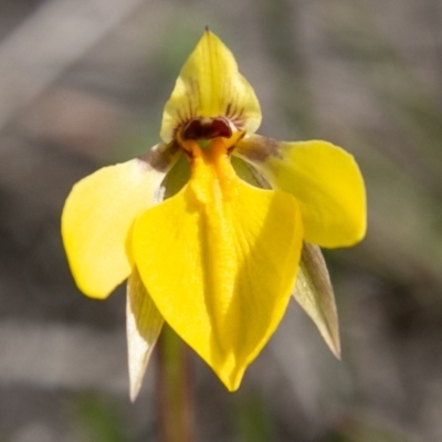 Diuris subalpina (Small Snake Orchid) at Mount Clear, ACT - 29 Oct 2019 by SWishart