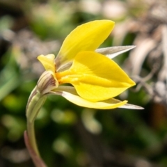 Diuris subalpina at Mount Clear, ACT - 30 Oct 2019