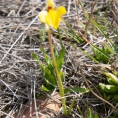 Diuris subalpina at Mount Clear, ACT - 30 Oct 2019