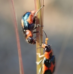 Dicranolaius villosus (Melyrid flower beetle) at Kuringa Woodlands - 31 Oct 2019 by Laserchemisty