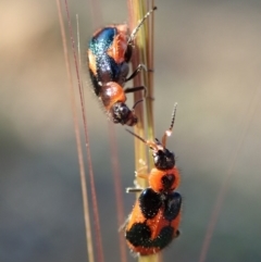 Dicranolaius villosus at Fraser, ACT - 31 Oct 2019 05:00 PM