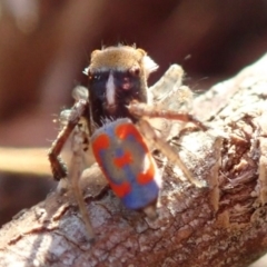 Maratus pavonis (Dunn's peacock spider) at Kuringa Woodlands - 31 Oct 2019 by Laserchemisty