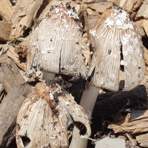 Coprinus sp. at Denman Prospect, ACT - 31 Oct 2019 01:42 PM