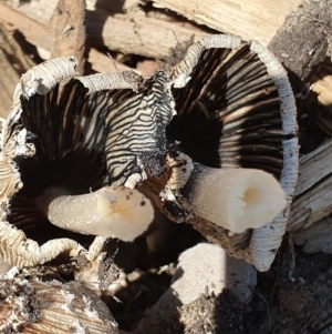 Coprinus sp. at Denman Prospect, ACT - 31 Oct 2019