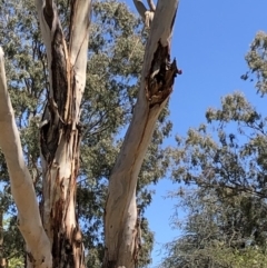 Callocephalon fimbriatum (Gang-gang Cockatoo) at Lake Burley Griffin West - 26 Oct 2019 by MeganDixon