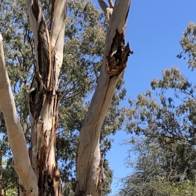 Callocephalon fimbriatum (Gang-gang Cockatoo) at Yarralumla, ACT - 26 Oct 2019 by MeganDixon