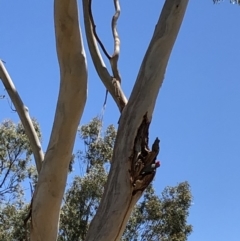 Callocephalon fimbriatum at Yarralumla, ACT - 27 Oct 2019