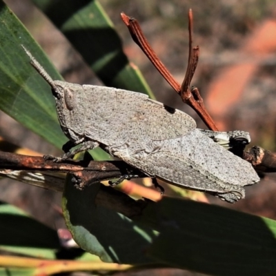 Goniaea sp. (genus) (A gumleaf grasshopper) at Namadgi National Park - 30 Oct 2019 by JohnBundock