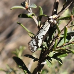 Philobota lysizona (A concealer moth) at Rendezvous Creek, ACT - 30 Oct 2019 by JohnBundock