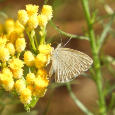 Zizina otis (Common Grass-Blue) at Kambah, ACT - 31 Oct 2019 by MatthewFrawley