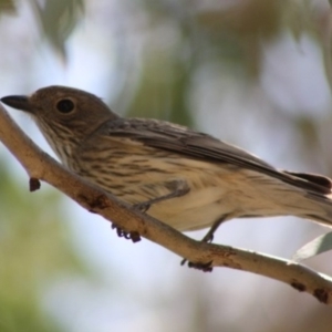 Pachycephala rufiventris at Hughes, ACT - 31 Oct 2019 12:00 AM