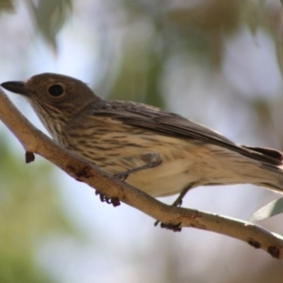 Pachycephala rufiventris (Rufous Whistler) at Red Hill Nature Reserve - 30 Oct 2019 by JackyF