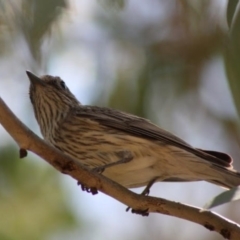 Pachycephala rufiventris at Hughes, ACT - 31 Oct 2019 12:00 AM