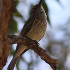 Pachycephala rufiventris at Hughes, ACT - 31 Oct 2019 12:00 AM