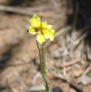 Goodenia pinnatifida at Hughes, ACT - 31 Oct 2019 12:00 AM