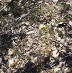 Goodenia pinnatifida at Hughes, ACT - 31 Oct 2019