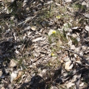 Goodenia pinnatifida at Hughes, ACT - 31 Oct 2019