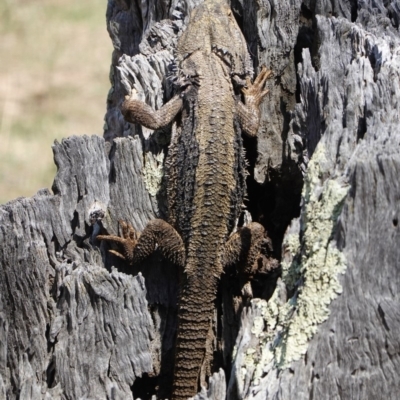 Pogona barbata (Eastern Bearded Dragon) at Red Hill Nature Reserve - 30 Oct 2019 by JackyF