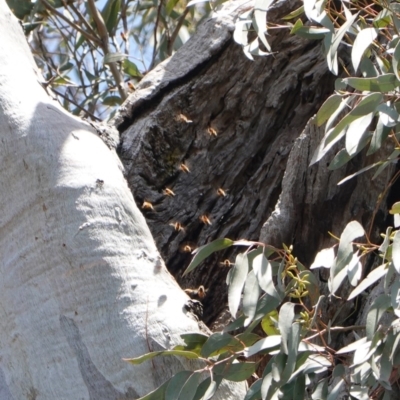 Apis mellifera (European honey bee) at Hughes, ACT - 31 Oct 2019 by JackyF