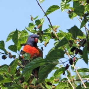 Trichoglossus moluccanus at Hughes, ACT - 29 Oct 2019 09:42 AM